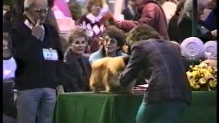 Crufts 1992 pekingese Judge Liz Stannard [upl. by Akoyin210]