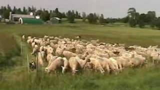 Temporary Sheep Fencing With Jack Kyle at Breezy Ridge Farm [upl. by Sweyn]