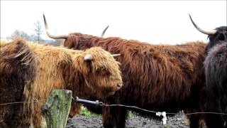 Highland Cattle Schottische Hochlandrinder Kyloe in Ostfriesland East Frisia Germany [upl. by Ansley772]