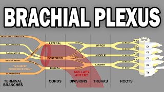 THE BRACHIAL PLEXUS AND UPPER LIMB INNERVATION [upl. by Lang]