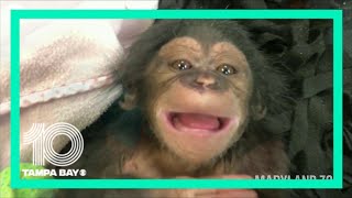 Baby chimps first laugh caught on camera [upl. by Allebara43]