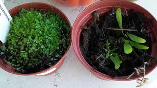 Introduction and care for Utricularia [upl. by Jonme204]