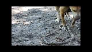 Seconds after Our Pit bull vs a snake Snake bit first dog bites backThen rips off head [upl. by Huppert127]