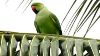 Male Roseringed  Indian Ringneck  parakeet  Mylapore  Chennai [upl. by Pulsifer]