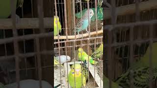 বাজরিগার পাখির দাম 2023 পাখি পালন  Budgerigar Bird price In Bangladesh and India 2023 birds [upl. by Syxela892]