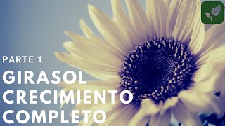 GIRASOL Siembra Crecimiento y Cuidado Parte 1 [upl. by Miza]