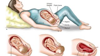 Placenta Development Labor and Delivery The Miracle of Birth Explained  Embryology Insights [upl. by Ennayllek]