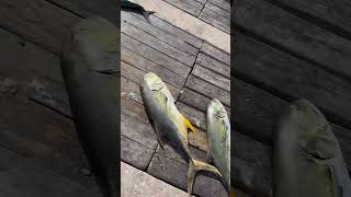 Look at whats going on at Galveston fishing pier 🐟 [upl. by Avivah649]