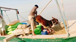 Sheep matting video  Sheep pregment kaise hoti hai [upl. by Ahsimit]