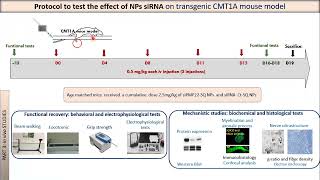 Dr Liliane Massade  PNP22 nanoparticles are effective in treating mouse models of CMT 1A [upl. by Middle784]