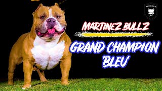 Grand Champion Bleu 1  BIG TYME SHOWCASESAmerican Bully [upl. by Rutter]