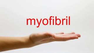 How to Pronounce myofibril  American English [upl. by Herbert]