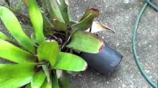 HOW TO GROW BROMELIADS [upl. by Llenroc]