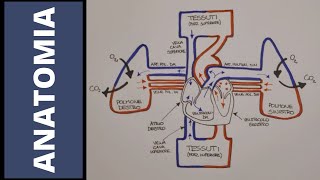 Introduzione completa allapparato cardiocircolatorio [upl. by Nilak]