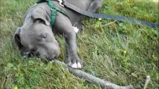 Blue Nose Pit Bull Puppy Super Cute [upl. by Aivlys]