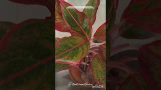 🌿Leaves turn brown 🟤एग्लोनिमा के पत्ते भूरे क्यों हो जाते हैं plants indoorplants aglonema [upl. by Russia886]