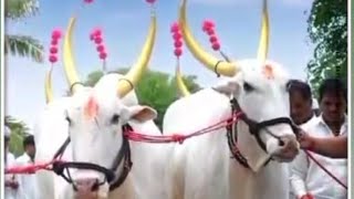 बैलों का त्यौहार पोला 292024🏹video [upl. by Nickola]