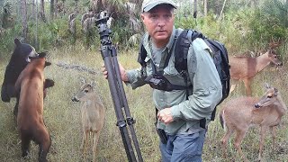 Tim Harrell Swamp Trail Camera Pickup [upl. by Ecinreb]