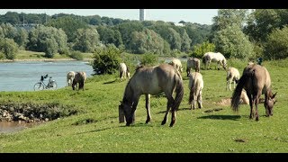 Arnhem Meinerswijk en Sonsbeekpark  Oosterbeek  Drielsedijk [upl. by Llennahc900]