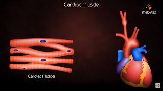 Cardiac Muscle Physiology Animation [upl. by Harrat]