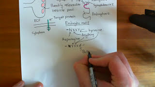 Clathrin Mediated Endocytosis and The Endocytic Pathway Part 1 [upl. by Alig]