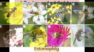 Entomophily Pollination in tamil [upl. by Hallock]