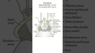 Interpeduncular fossa boundary and content [upl. by Hebrew]