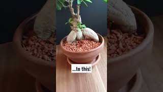 Repotting Ficus Ginseng Bonsai Tree [upl. by Gifford]