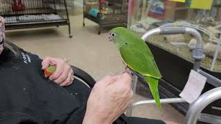 Baby Canary winged parakeet [upl. by Pet148]