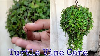 How To Hang A Plant Hanging Plant Care  Tips To Grow Turtle Vine [upl. by Charters42]