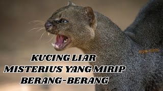 JAGUARUNDI  KUCING LIAR MISTERIUS YANG MIRIP BERANGBERANG [upl. by Schriever]