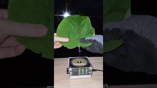 🍃 Music Tesla Coil experiment leaf shorts [upl. by Leibarg]