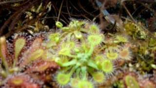 Drosera rotundifolia  Sundews Carnivorous Plants [upl. by Yvon268]