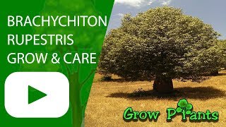 Brachychiton rupestris  grow and care [upl. by Rollo]