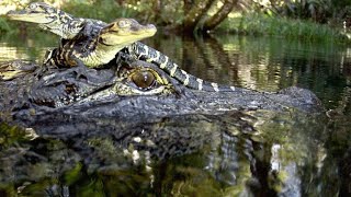 Cameras Capture the Birth of 15 Alligators [upl. by Llevert]