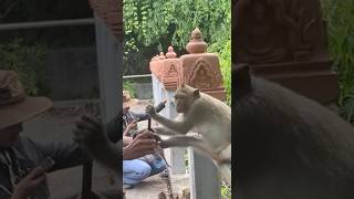 Monkey play funny 🐒monkeylove monkey naturemonkey naturalwildlife shortvideo [upl. by Viridi804]