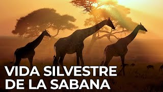 El Mundo Salvaje La Sabana Africana  Free Documentary Nature  Español [upl. by Allicerp231]