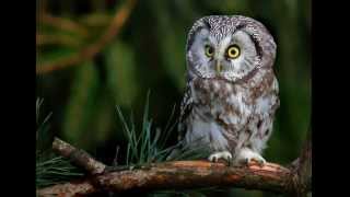 Aegolius funereus Boreal owl 2 Male calling at the female silent calls [upl. by Hopkins]