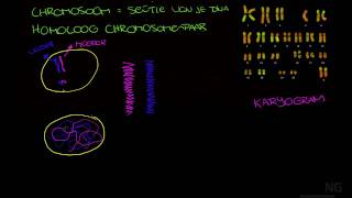 91  Chromosoom chromatide etc [upl. by Eednahs]