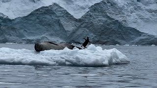 Flying to Antarctica Is this the best way to explore the 7th continent we share the positives here [upl. by Nosyerg75]