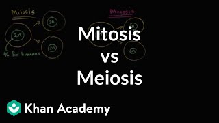 Comparing mitosis and meiosis  Cells  MCAT  Khan Academy [upl. by Alethea]