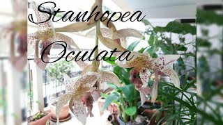 Stanhopea oculata flowers openingSeptember 2017 [upl. by Rawdan]