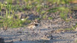 First Shaky Steps of a Cute Newborn Baby Bird  Little Ringed Plover [upl. by Ojimmas]