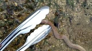 Nereis virens polychaeta live langsung dari habitatnya [upl. by Acinet]