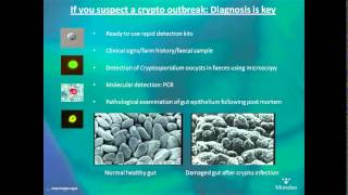 Cryptosporidiosis in calves  AHDB Dairy [upl. by Anwahsed]