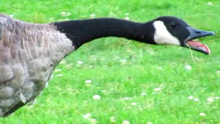 Canada Geese Honking Flying  Angry Hissing at Each Other [upl. by Amelina]