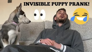 Pretending My Puppy Is Invisible Prank WITH CAPTIONS TRY NOT TO LAUGH [upl. by Lewendal]