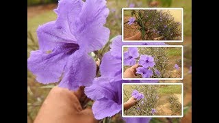 PLANTANDO PETÚNIAS MEXICANA🌺🌺🌺 [upl. by Sharline]