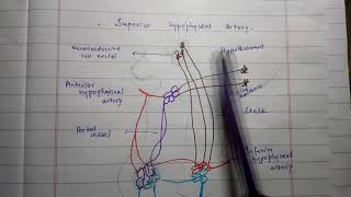 Hypothalamic Hypophyseal Portal System  Its Functional Importance  Medico Star [upl. by Tilda]