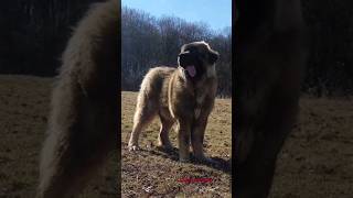 Caucazieni superbi crescuți cu pasiune de Radu Vultur❤️‍🔥dogs shorts viral share short foryou [upl. by Danae]